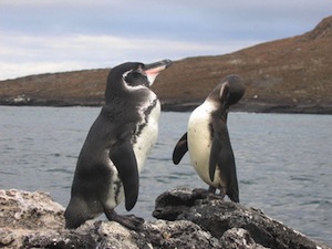 800px-Galapagos_penguin