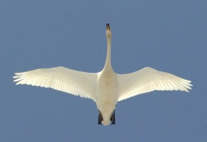 swan