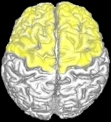 前頭葉：脳の上面