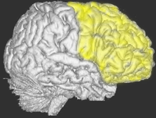 前頭葉：脳の右側面
