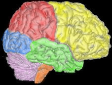 右脳（右側）解剖図