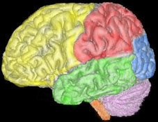 左脳（左側）解剖図