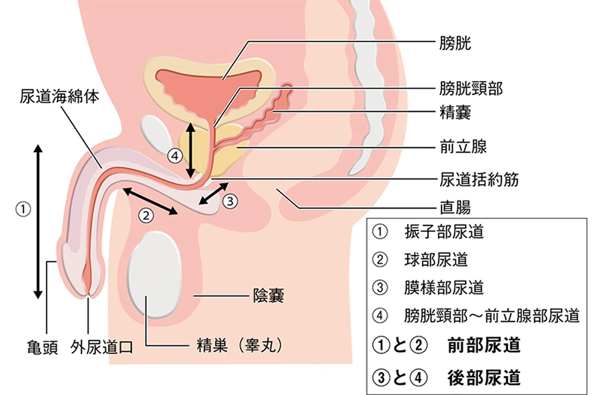 男性の尿道の解剖図