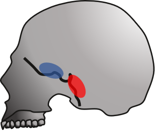 頭蓋骨の模式図