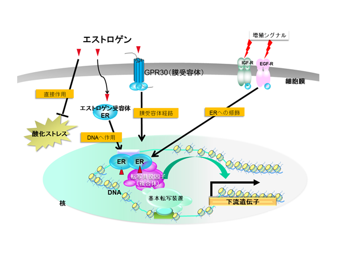 核内受容体の転写調節機構のイメージ
