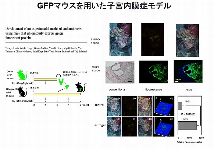 GFPマウスを用いた子宮内膜症モデルのイメージ
