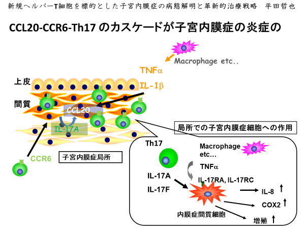 CCL20-CCR6-Th17 のカスケードが子宮内膜症の炎症の増悪を促進する様子