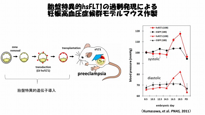 胎盤特異的hsFLT1の過剰発現による妊娠高血圧症候群モデルマウス作製