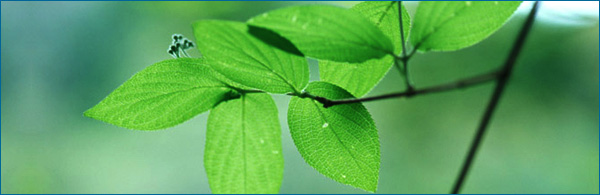 ���{���@��A�Ȋw��@�Ȗ،��n������ւ悤����