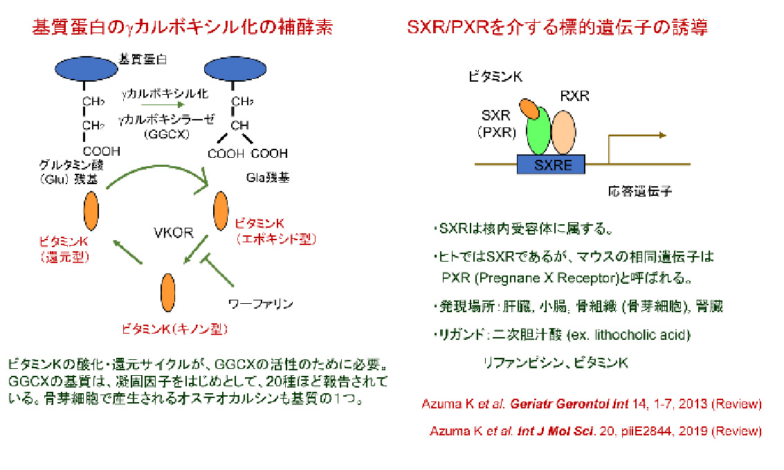 ビタミンKの主な作用メカニズム