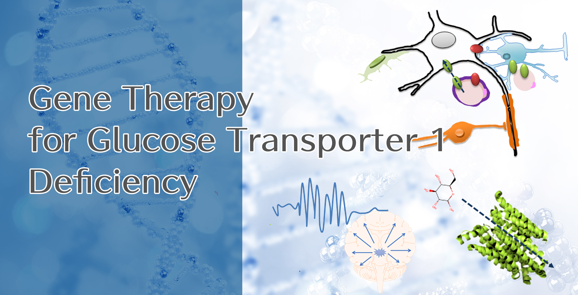 Gene therapy for glucose transporter 1 deficiency