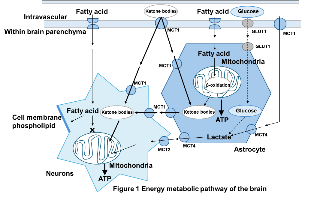 Figure 1 Energy metabolic pathway of the brain