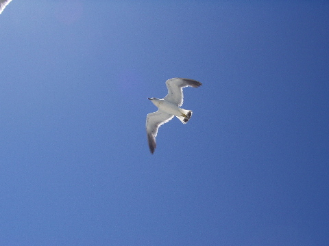 [seagull]