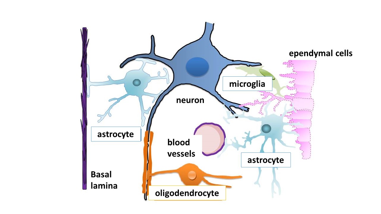 Figure 1;Cells that make up the central nervous system